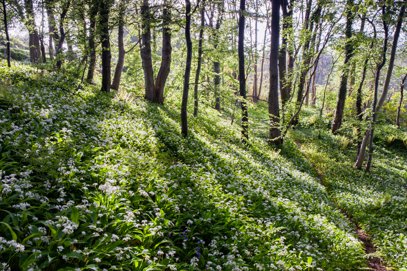 Woodland Wonderland - Isle of Man Landscapes