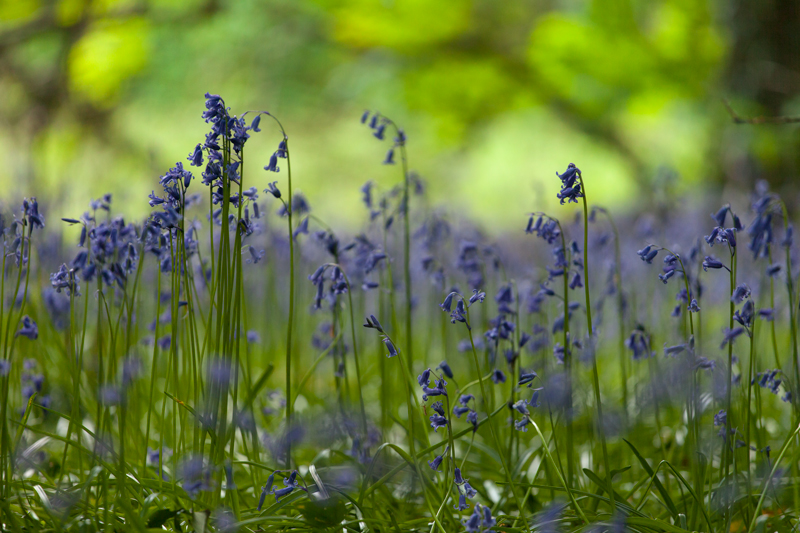 Woodland Bells - The Isle of Man Close Up