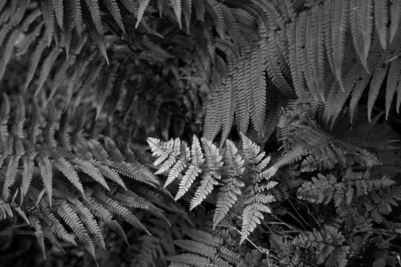 Silver Fern - The Isle of Man Close Up