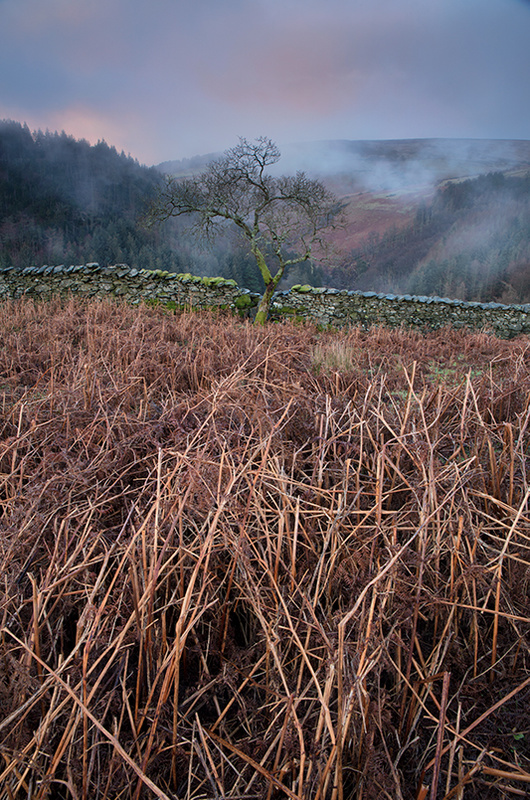 A tree with a view - Isle of Man Landscapes