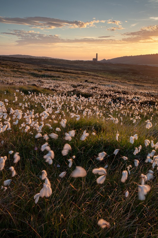 Cotton Buds - Isle of Man Landscapes