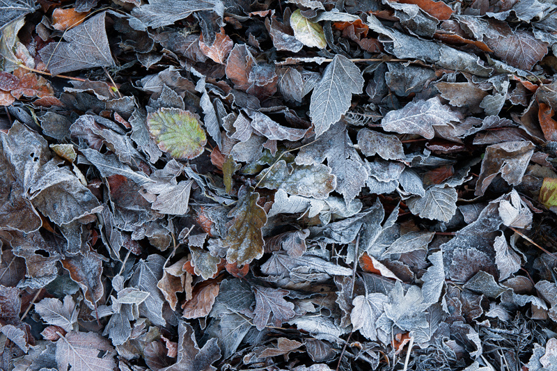 Autumn meets Winter - The Isle of Man Close Up