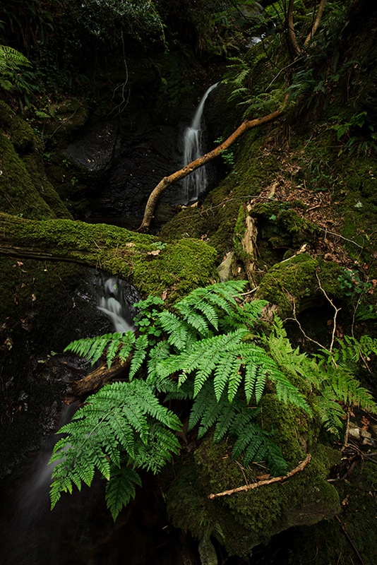 In the still of the morning - Manx National Glens