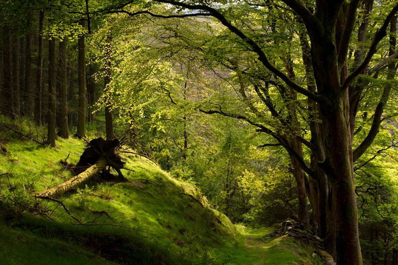 Branching across the divide - Manx National Glens