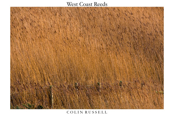 West Coast Reeds 2 - Isle of Man Landscapes