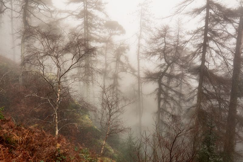 Sliver Birch - Isle of Man Landscapes