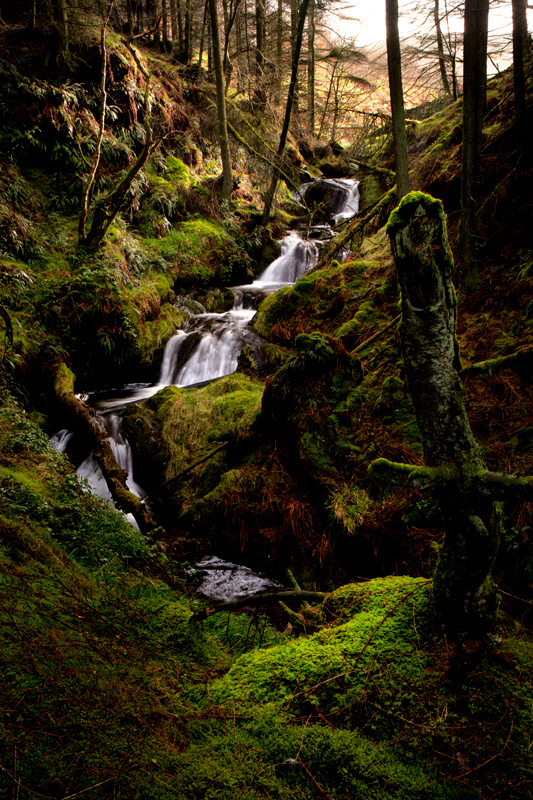 Entrance to the glen - Manx National Glens