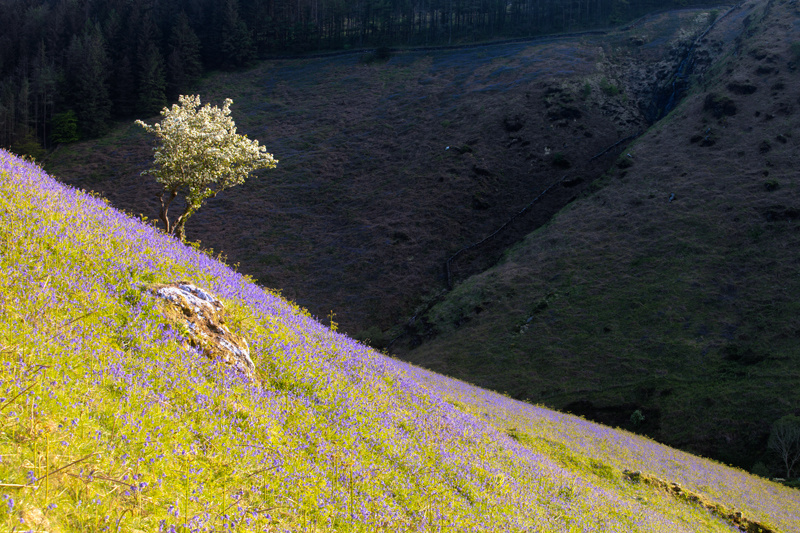 Bloomin' Marvellous - Isle of Man Landscapes