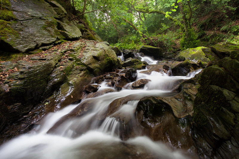 Under the Summer Canopy - Isle of Man Landscapes