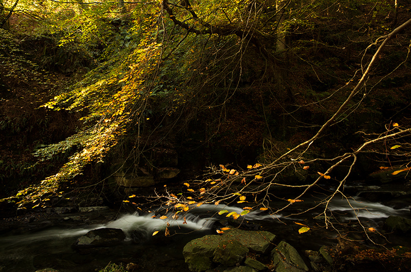 Autumn Boughs - Manx National Glens