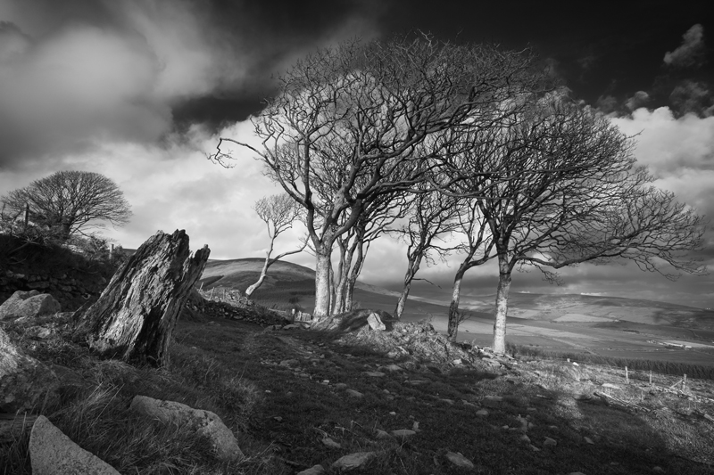 Dancing in the light - Mann in Mono