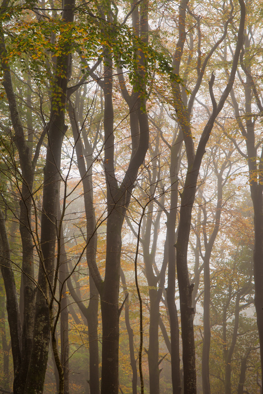 Autumn Mist - Manx National Glens