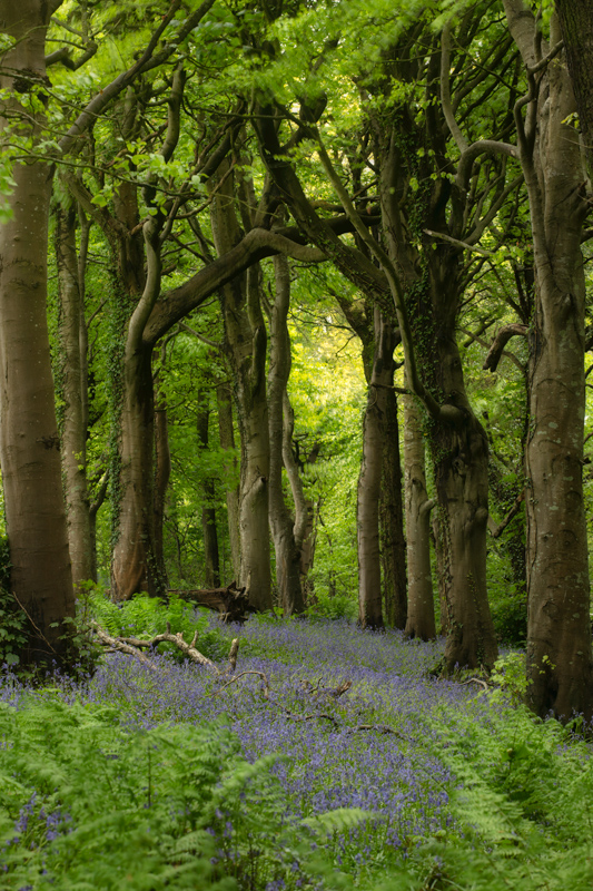 Into Wonderland - Isle of Man Landscapes