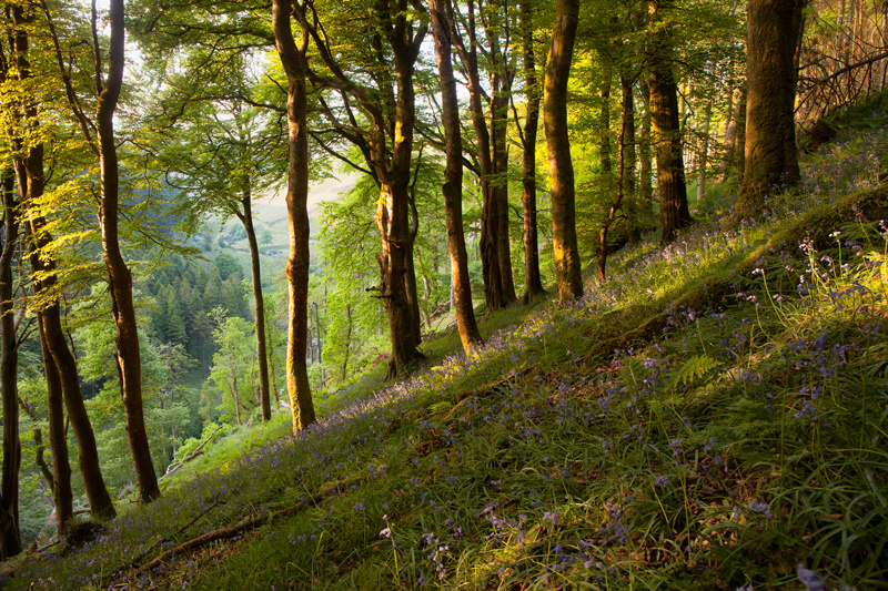 Summer Bells - Isle of Man Landscapes