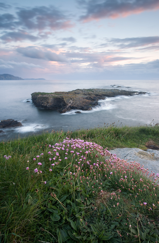 Niarbyl Thrift - Isle of Man Seascapes/Coastal