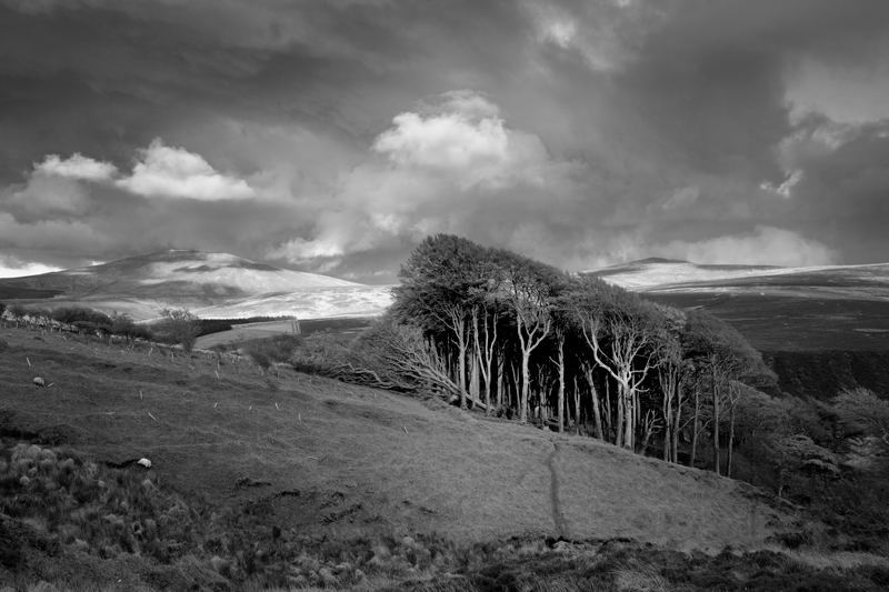 Into the Wood - Mann in Mono