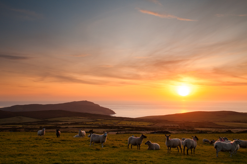 Sheep - Isle of Man Landscapes