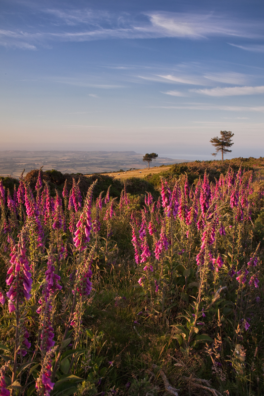 Summer Gloves - Isle of Man Landscapes