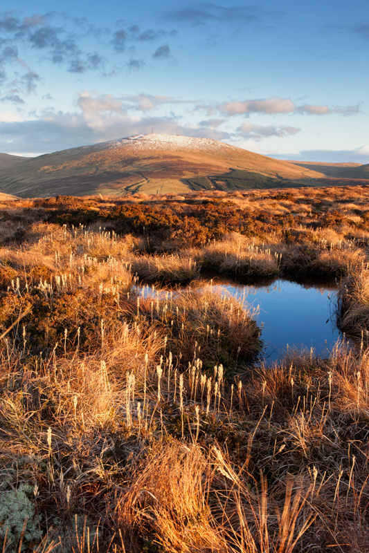 Upland Grasses - Isle of Man Landscapes