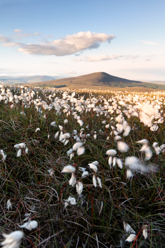 In the Deep South - Isle of Man Landscapes