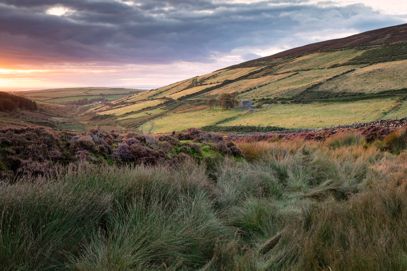 Last of the Summer Heather - Isle of Man Landscapes
