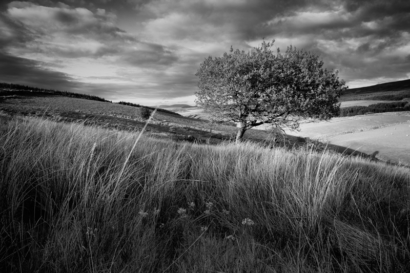 Glen Rushen - Mann in Mono