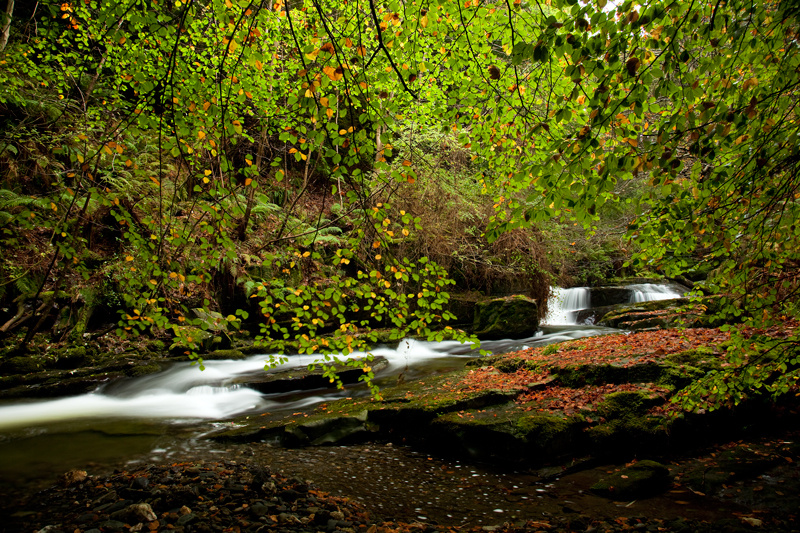 Autumn Beech - Manx National Glens