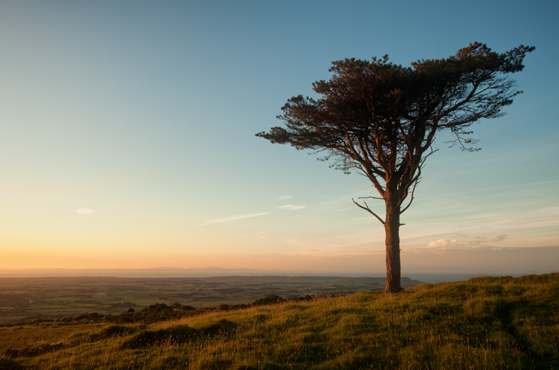 The Lonesome Pine - Isle of Man Landscapes