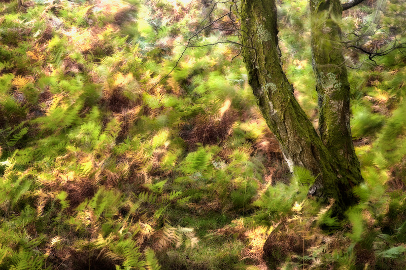Autumn Blur - Other Work