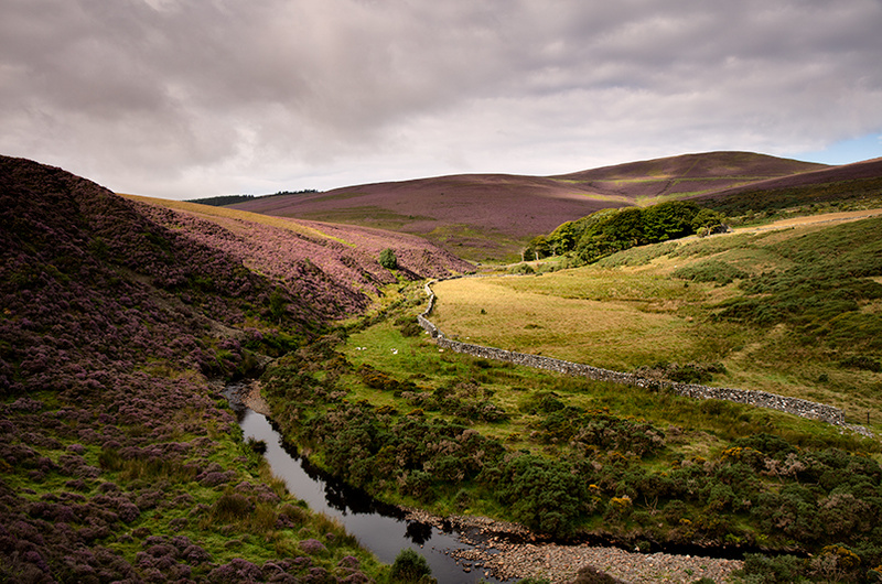 Druidale Morning - Isle of Man Landscapes