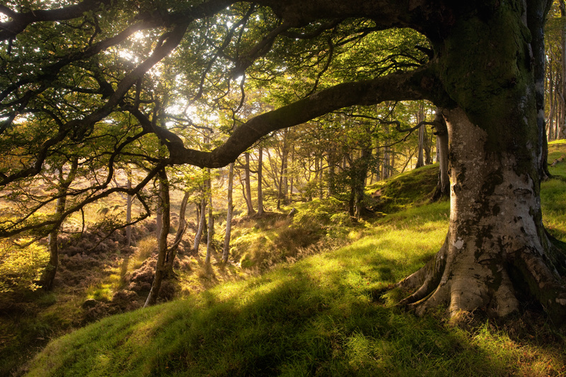 In the late summer light - Isle of Man Landscapes