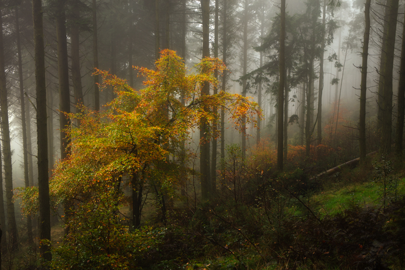Take a bow - Isle of Man Landscapes