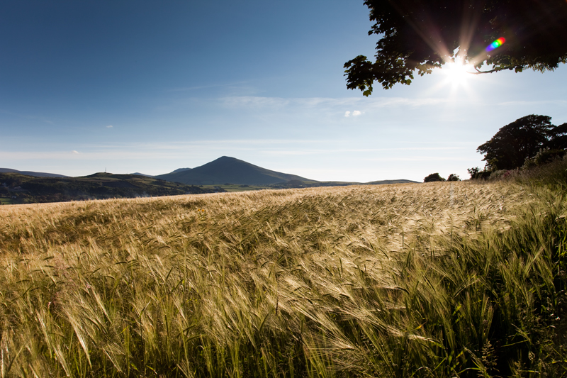 Barrule and Barley - Isle of Man Landscapes