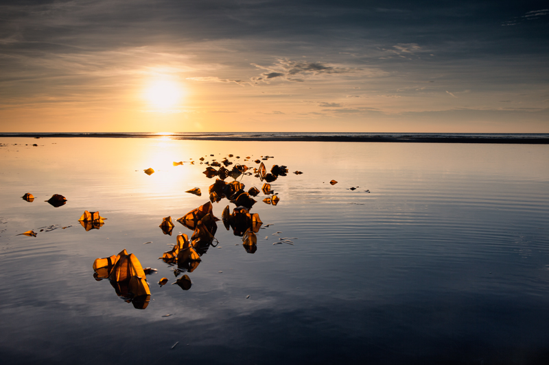 Evening Kelp - Isle of Man Seascapes/Coastal