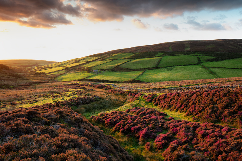 Last of the Summer Heather - Isle of Man Landscapes