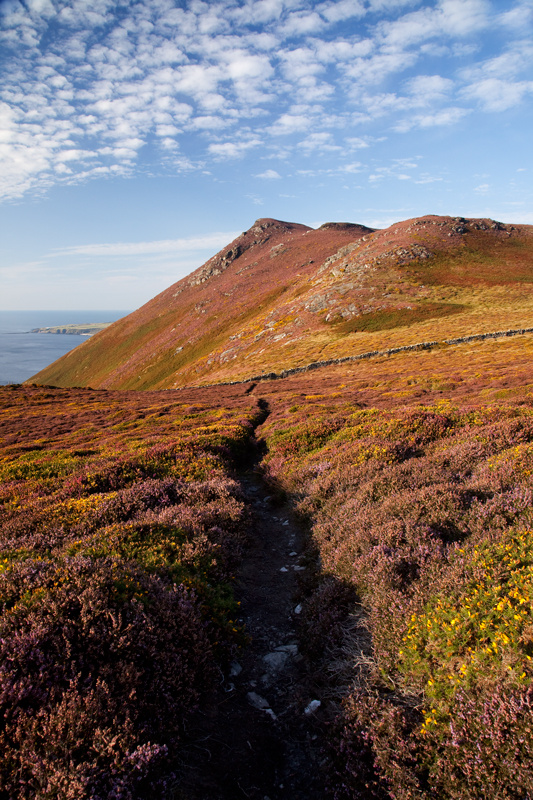 Burroo Meanagh Heather - Isle of Man Landscapes