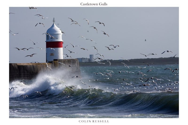 Castletown Gulls - Isle of Man Seascapes/Coastal