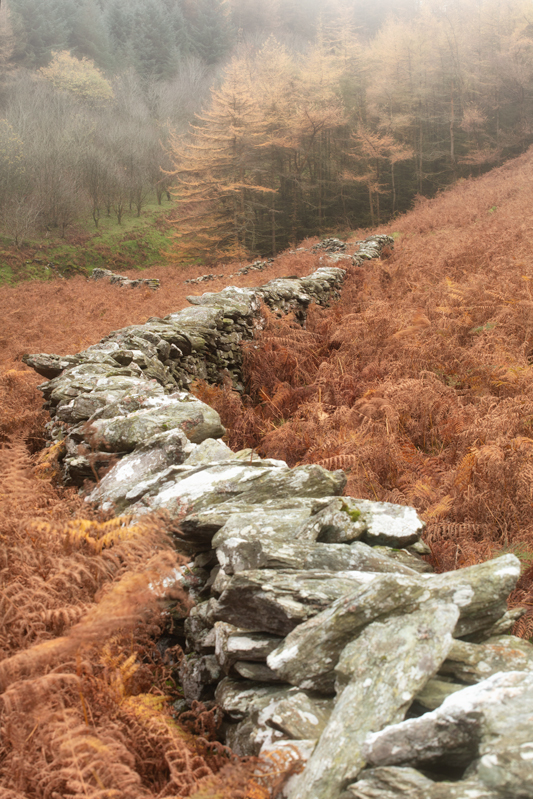 Lead to the Larch - Isle of Man Landscapes