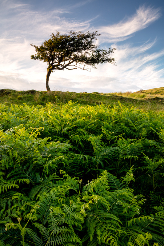 That Windswept Look - Isle of Man Landscapes