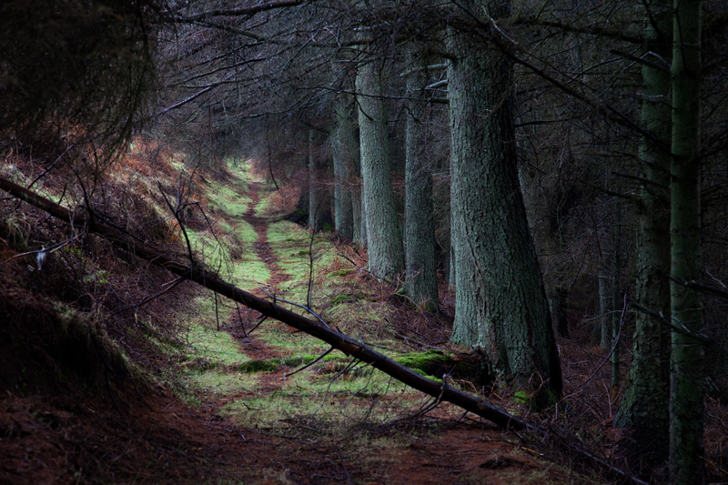 If you go down to the woods today... - Manx National Glens