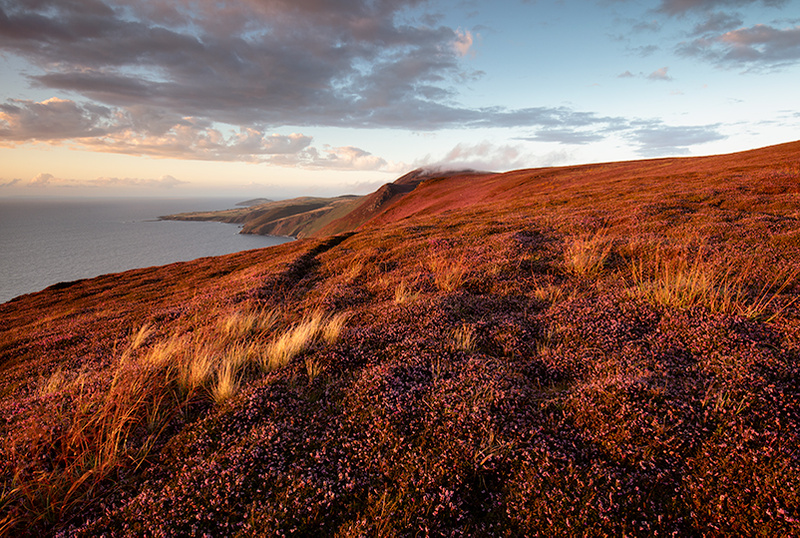 On The Purple Carpet - Isle of Man Seascapes/Coastal
