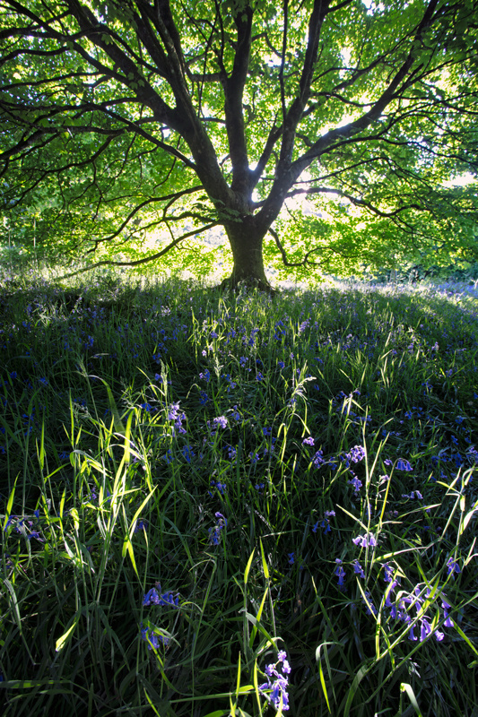 Bells in the Wood - Isle of Man Landscapes