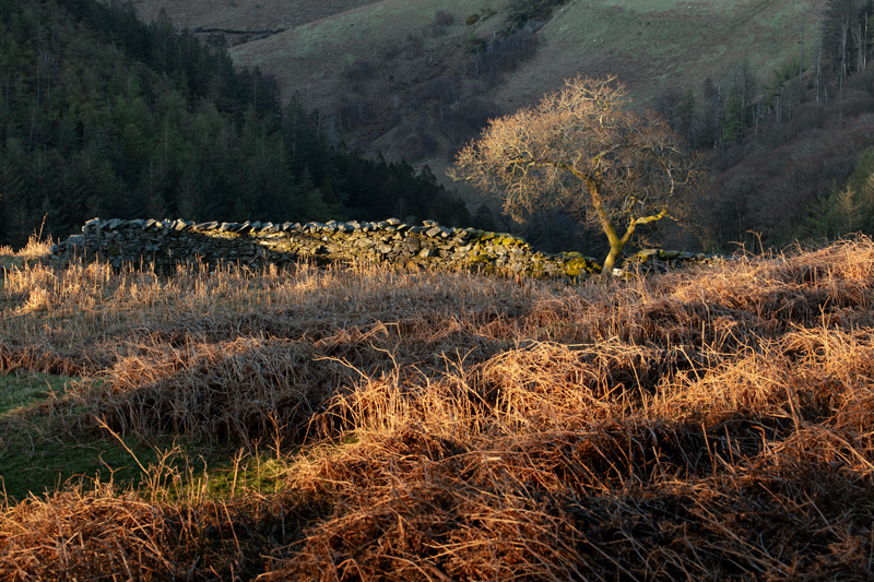 Old Friend - Isle of Man Landscapes