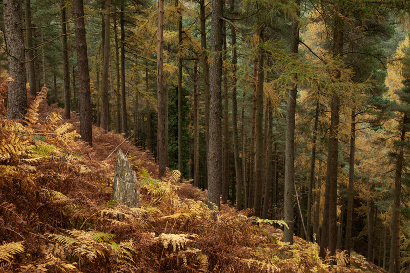 Forest Stump - Isle of Man Landscapes