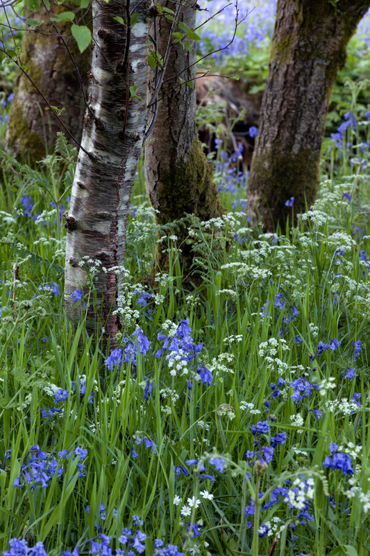 The Woodland Floor - The Isle of Man Close Up