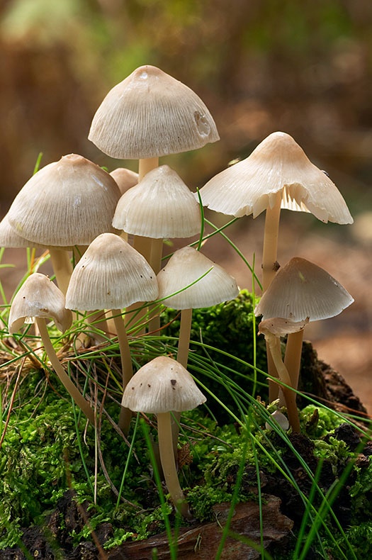 Fungi on a Tree Stump 2 - Fungi