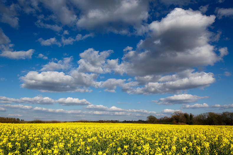 Rapeseed Field - Landscapes