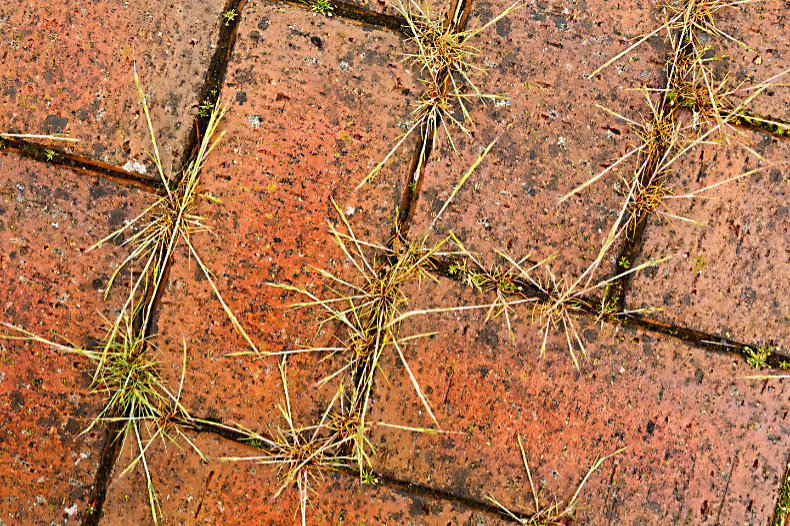 Weeds - Close Up & Still Life
