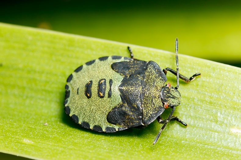 Green Shield Bug 1 - Insects