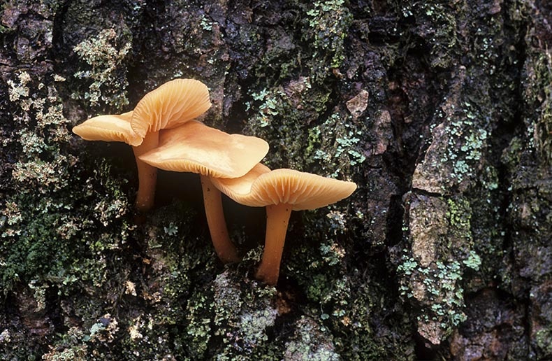 Fungi on a Tree Trunk - Fungi